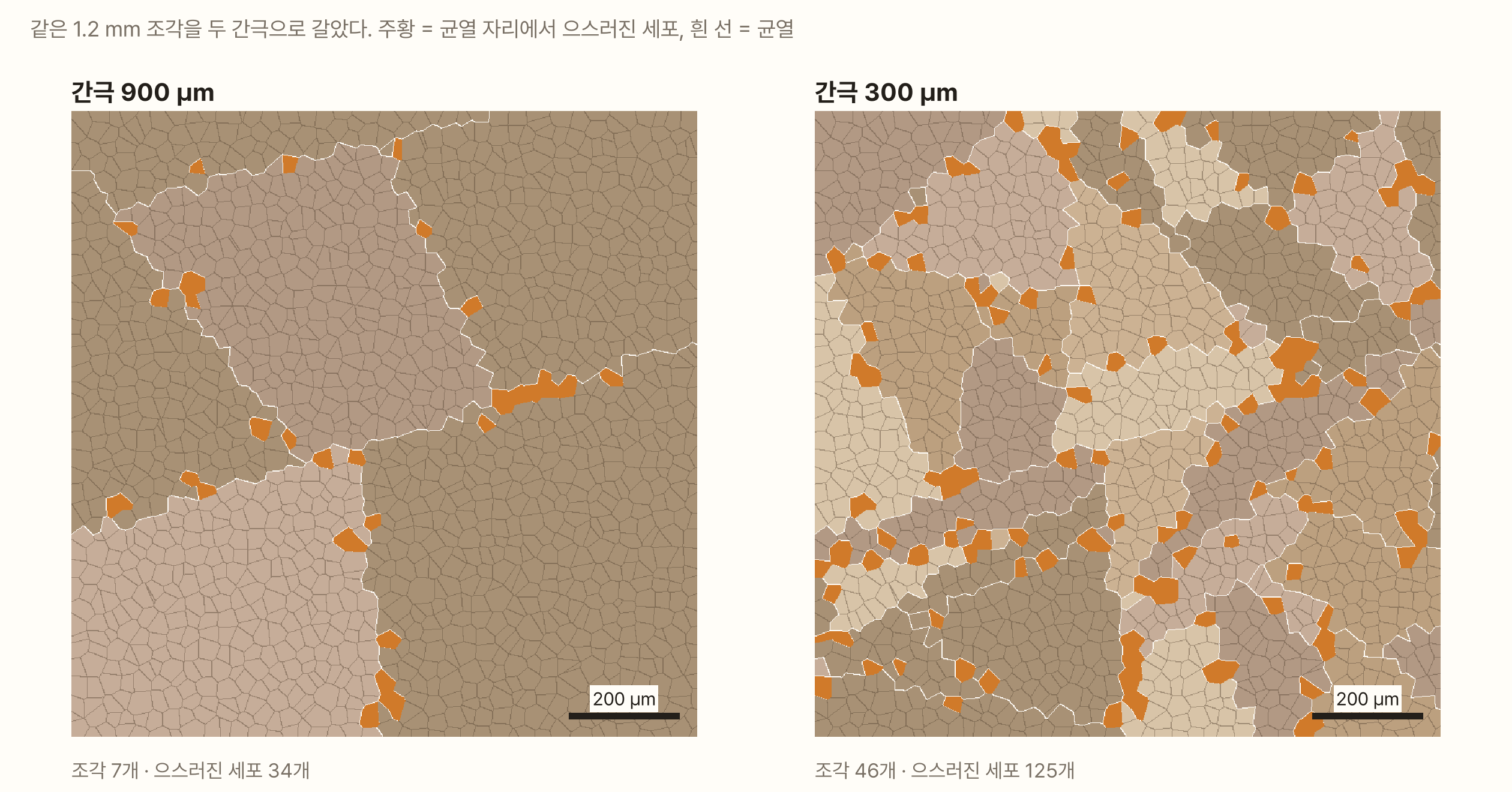 같은 1.2 mm 원두 단면을 두 간극으로 간 결과. 세포는 갈색 계열의 다각형이고 흰 선이 균열이다. 왼쪽 간극 900 µm에서는 균열 몇 줄이 단면을 큰 조각 네 개로 나누었고, 균열을 따라 주황색으로 칠한 으스러진 세포가 18개 있다. 오른쪽 간극 300 µm에서는 균열이 촘촘히 지나 조각이 39개로 늘었고 주황 세포도 72개로 많아졌다. 주황 세포의 크기는 두 그림에서 같다