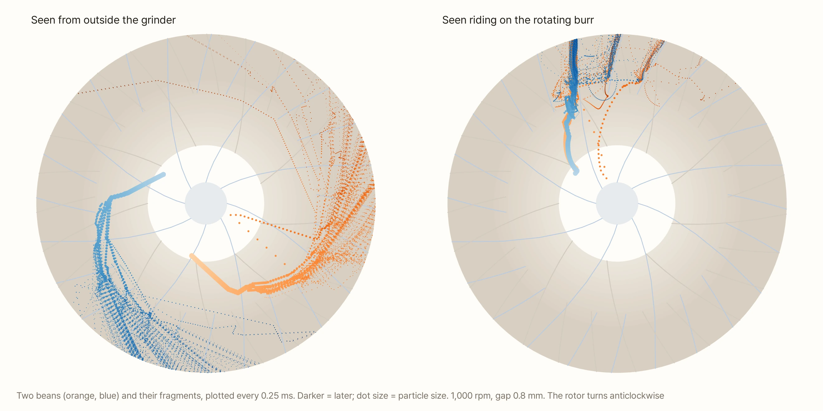 Two charts. On the same virtual burr (faint tooth lines), the paths of two beans are plotted as dots, one orange and one blue, darker as time goes on. On the left, 'Seen from outside the grinder', both beans start at the edge of the central hole and curve outward anticlockwise; near the outer band they scatter into many small dots and leave the rim in a fan. On the right, 'Seen riding on the rotating burr', the same dots go almost straight out along a single tooth, then fall back slightly and scatter in the outer band