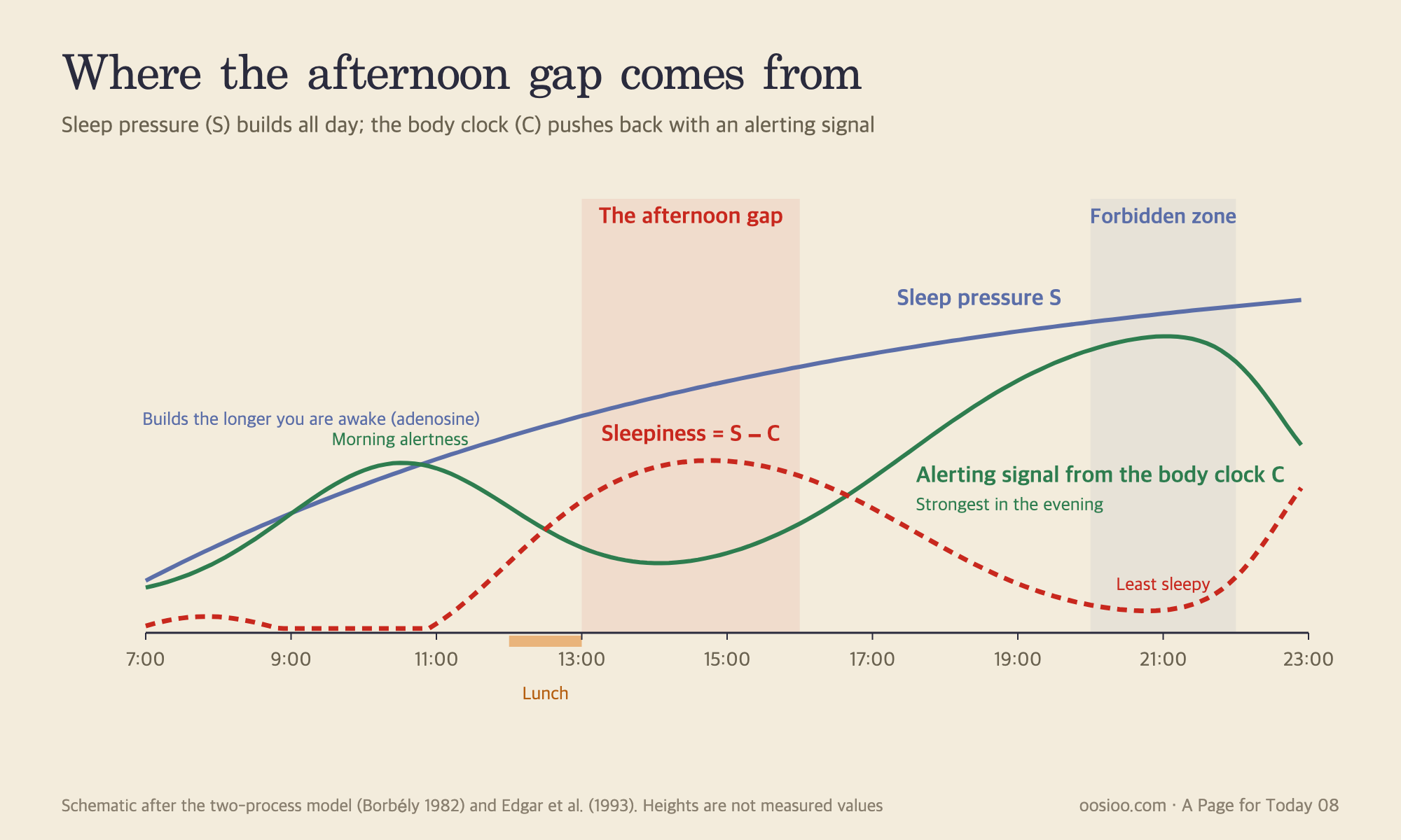 The afternoon gap, seen through the two-process model. Sleep pressure (S) builds steadily while awake. The body clock's wake signal (C) is strongest from late afternoon into evening. Early afternoon is the gap where pressure has built up considerably but the wake signal hasn't yet risen fully