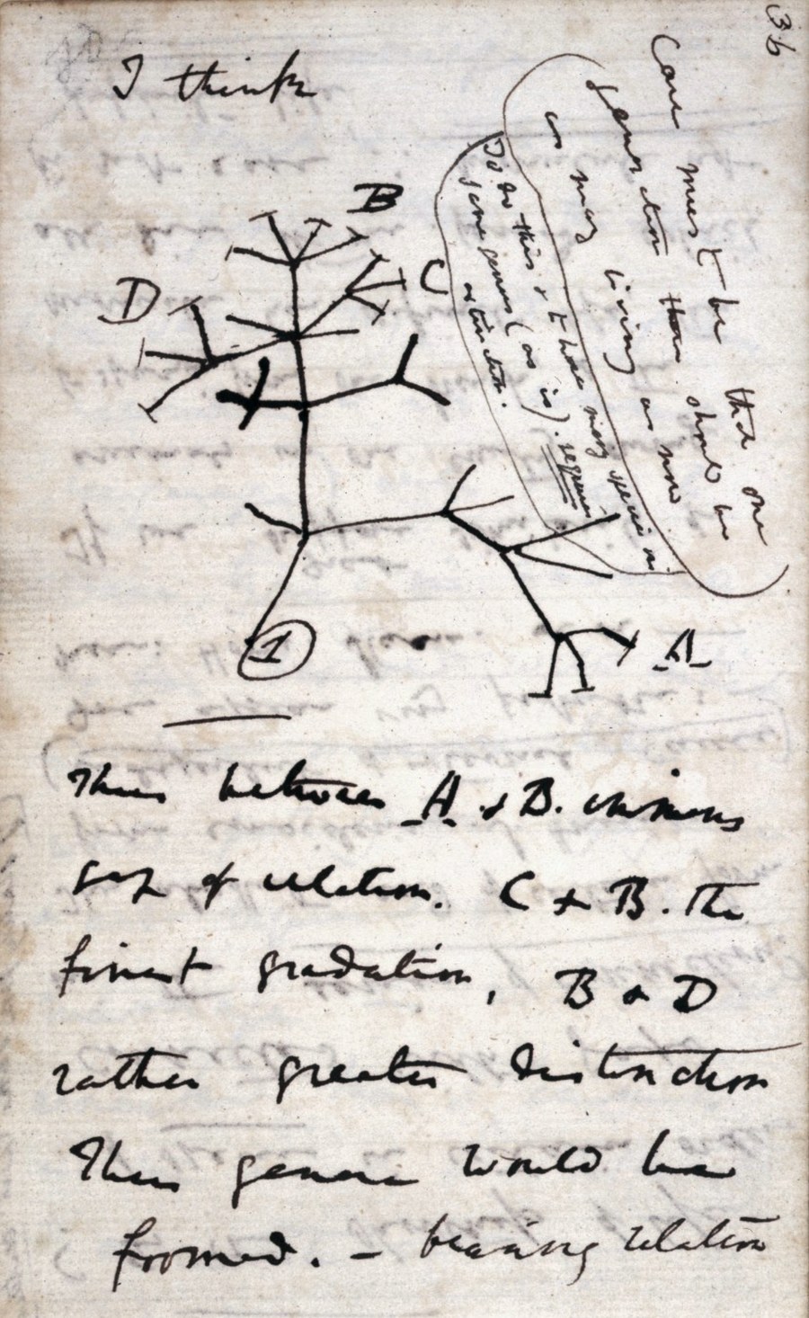 Darwin's notebook, 1837. Above his first sketch of the tree of life, he wrote "I think"