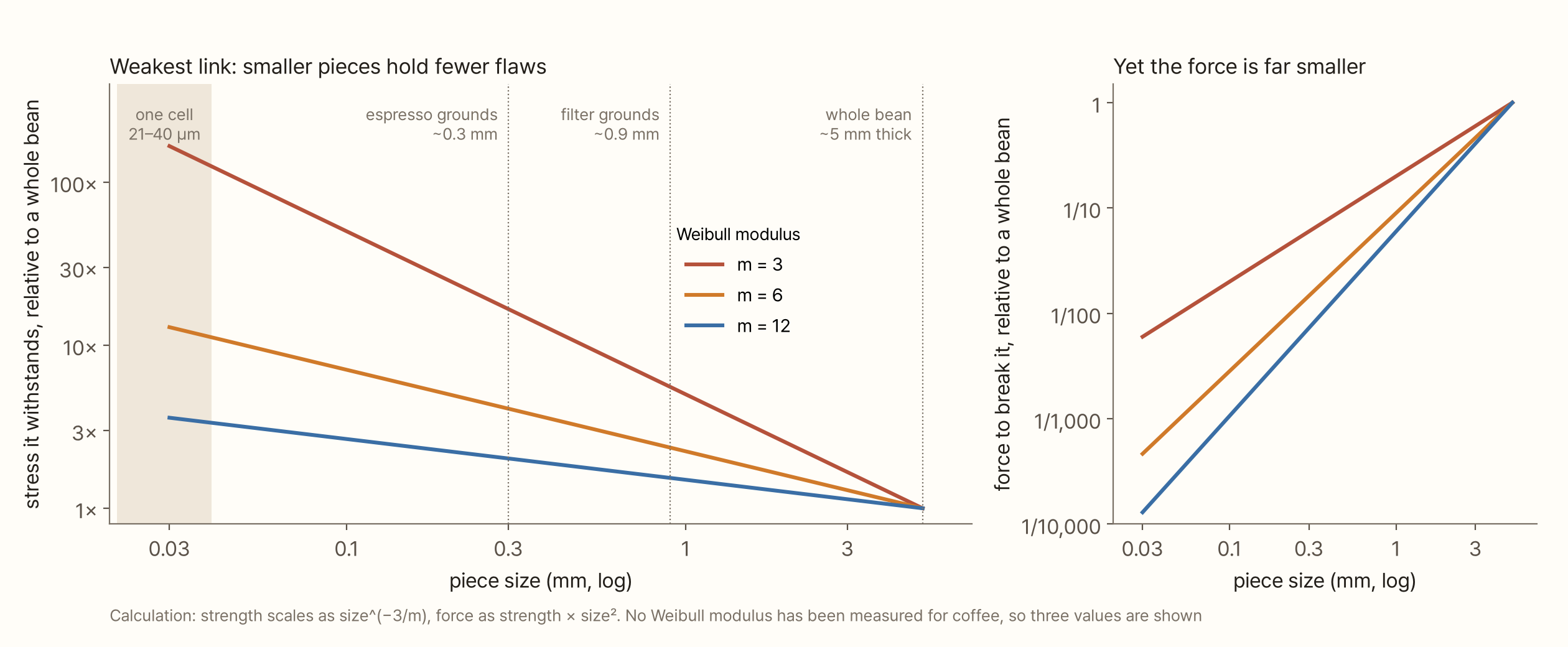 The left chart has piece size (0.03–5 mm, log) on the x-axis and the stress the piece withstands relative to a whole bean (log) on the y-axis. Three straight lines for Weibull modulus m = 3 (red), 6 (orange) and 12 (blue) meet at 1× at whole-bean size (5 mm) and rise toward smaller sizes. At espresso-grounds size (about 0.3 mm) they reach about 17×, 4× and 2× respectively. A pale band marks one cell (21–40 µm). The right chart shows the force needed to break a piece: all three lines fall toward smaller sizes, reaching about 1/17 to 1/140 of a whole bean at 0.3 mm