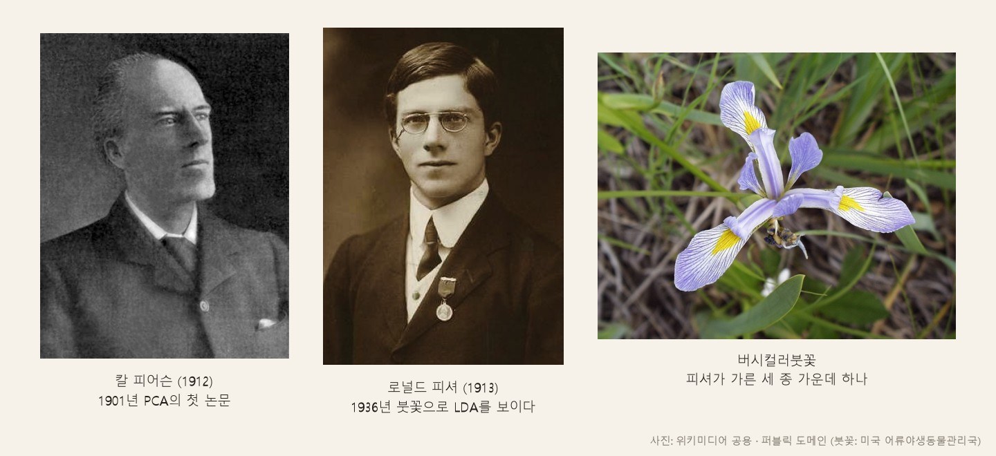 왼쪽부터 칼 피어슨(1912), 로널드 피셔(1913), 버시컬러붓꽃. 피어슨은 1901년 PCA의 첫 논문을, 피셔는 1936년 붓꽃 자료로 LDA를 내놓았다