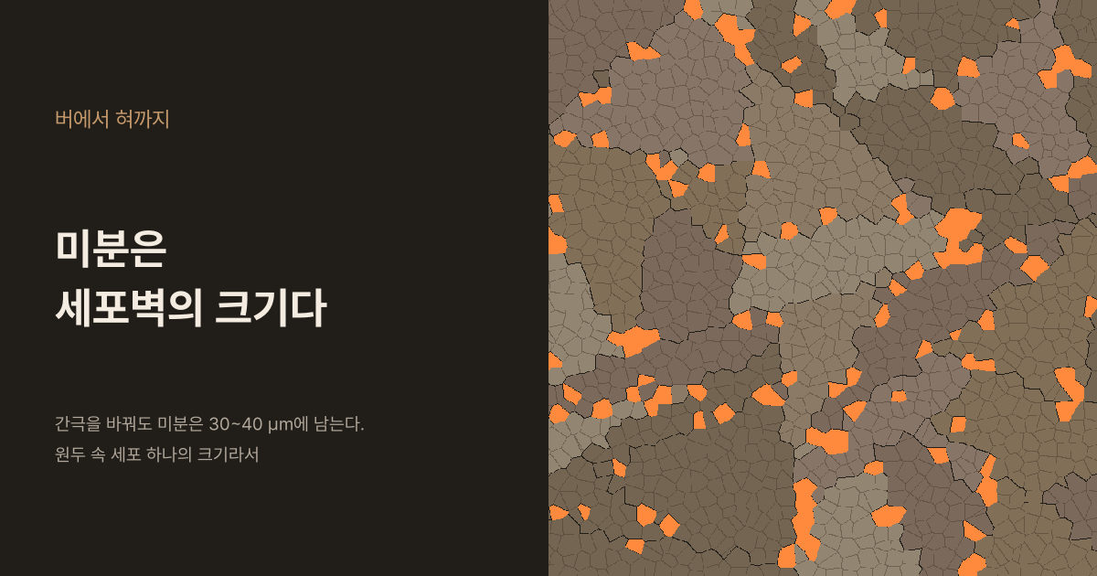 어두운 배경 왼쪽에 "버에서 혀까지"와 "미분은 세포벽의 크기다"라는 제목, "간극을 바꿔도 미분은 30~40 µm에 남는다. 원두 속 세포 하나의 크기라서"라는 문구가 있고, 오른쪽에는 다각형 세포로 채운 원두 단면이 균열로 여러 조각으로 갈려 있고 균열 자리의 세포 몇십 개가 주황으로 칠해져 있다
