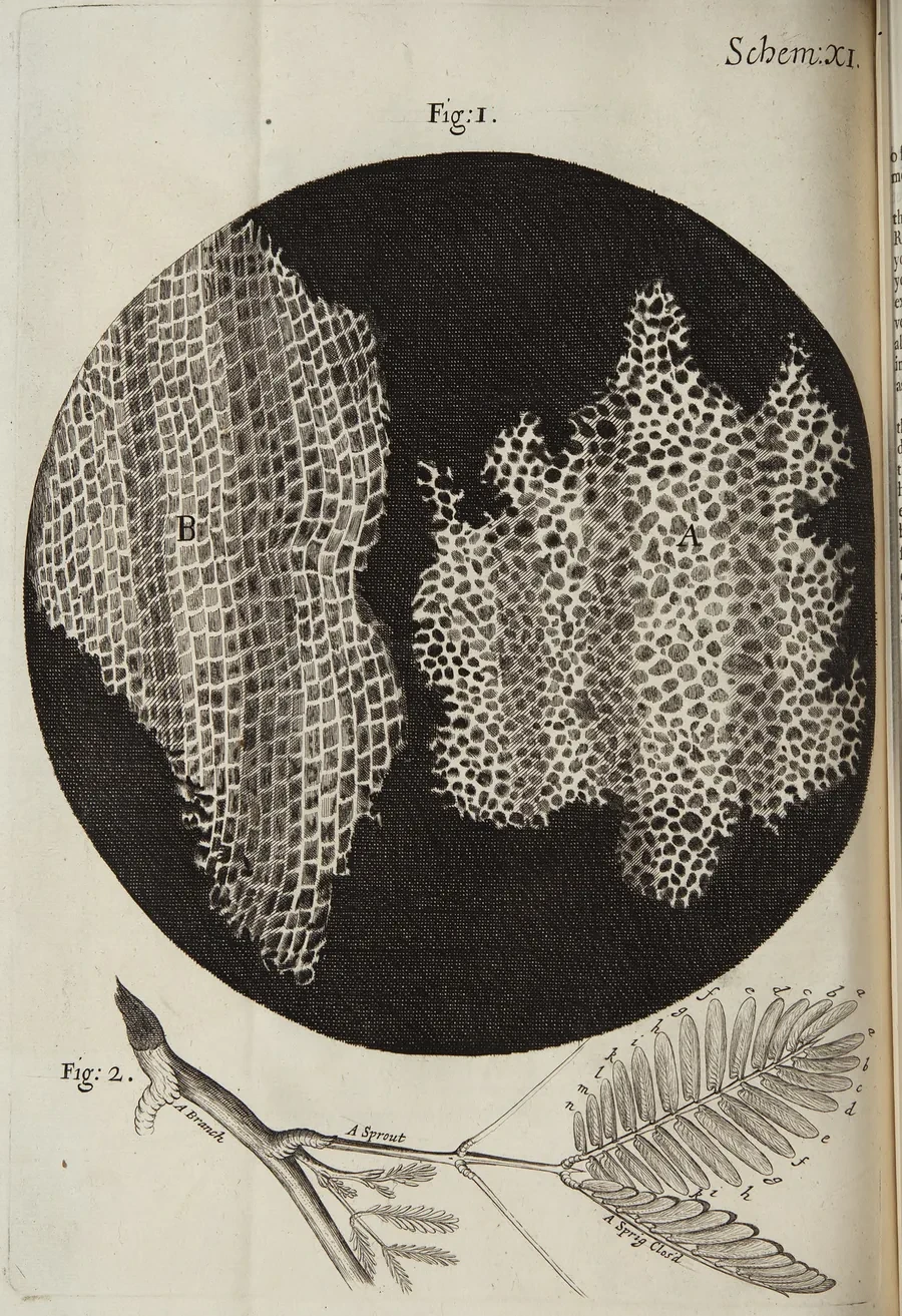 An old engraving. The upper part shows two pieces of cork cross-section, each made of rows of tiny honeycomb-like rooms. The left one is cut across the grain and the right one along it. The lower part shows a plant stem with thin leafy branches