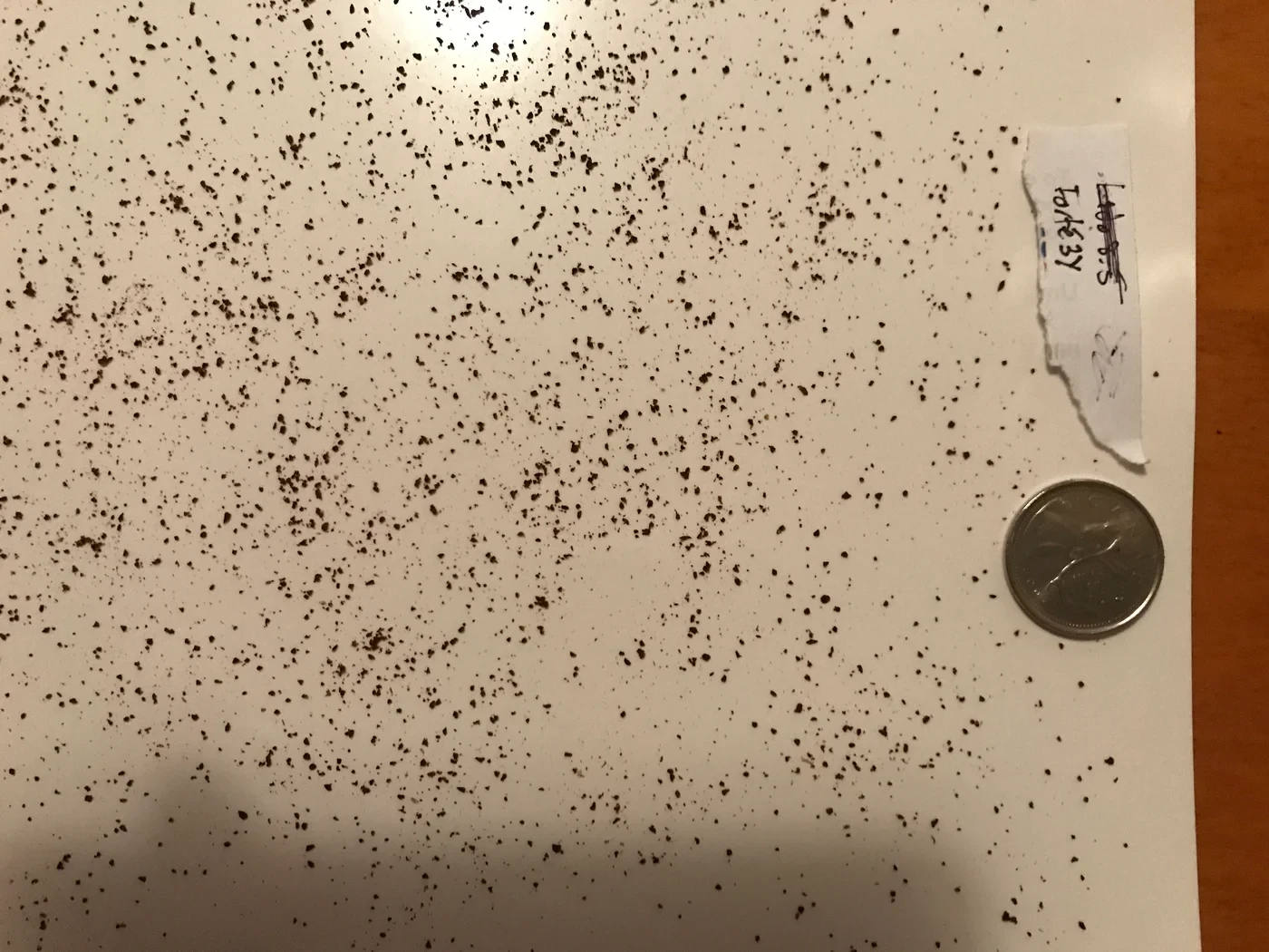 Photo of brown coffee grounds evenly scattered on white paper. A Canadian quarter and a handwritten label sit on the right. The top center glows white with reflected light, and a broad, soft shadow falls across the bottom left
