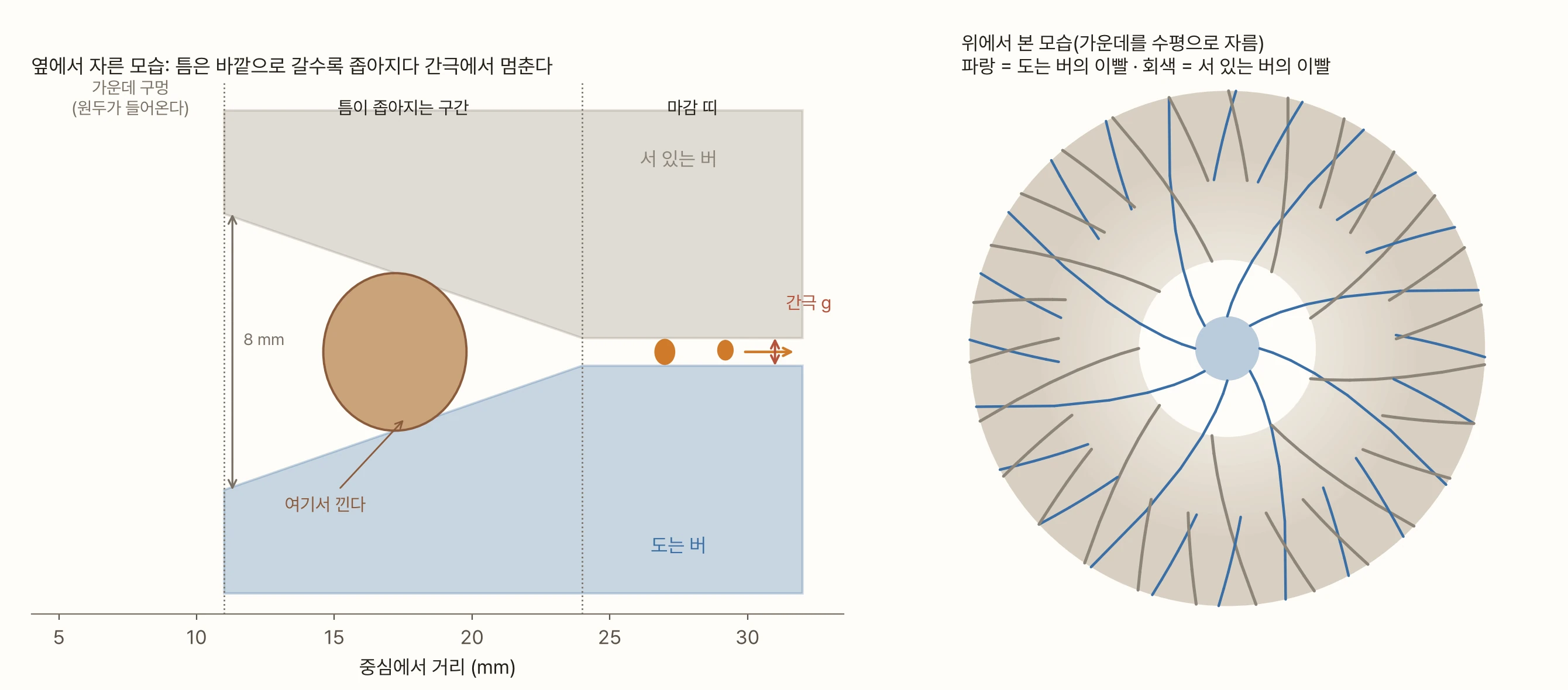 두 그림. 왼쪽은 버를 옆에서 자른 단면이다. 가로축은 중심에서 거리(5~33 mm)다. 위에 회색 '서 있는 버', 아래에 파란 '도는 버'가 있고, 둘 사이 흰 틈이 11 mm에서 높이 8 mm로 시작해 24 mm까지 좁아진 뒤 32 mm까지 간극 g로 일정하다. 좁아지는 구간 한가운데(17 mm)에 갈색 원두 하나가 위아래 버에 닿은 채 끼어 있고 '여기서 낀다'고 적혀 있다. 마감 띠에는 작은 주황 조각 두 개가 바깥으로 나간다. 오른쪽은 위에서 본 버다. 베이지색 고리 위에 파란 선(도는 버의 이빨)과 회색 선(서 있는 버의 이빨)이 서로 반대쪽으로 휘어 엇갈려 있고, 가운데 흰 구멍 안으로 파란 큰 날개 여덟 개가 뻗어 있다