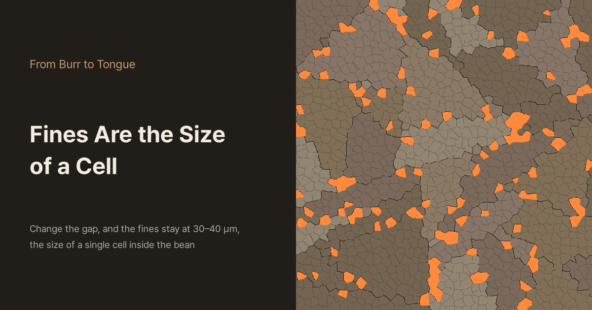 Dark background with the titles "From Burr to Tongue" and "Fines Are the Size of a Cell" and the line "Change the gap, and the fines stay at 30–40 µm, the size of a single cell inside the bean" on the left; on the right, a bean slice filled with polygonal cells, split by cracks into several pieces, with a few dozen cells along the cracks coloured orange