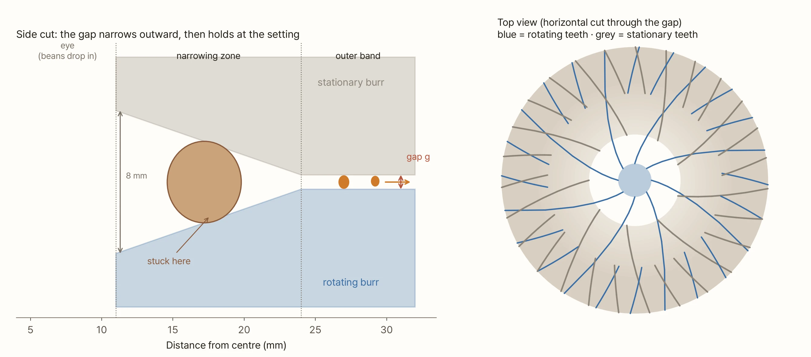 Two drawings. On the left, a side cut through the burrs. The horizontal axis is distance from the centre (5–33 mm). The grey 'stationary burr' is on top and the blue 'rotating burr' below; the white gap between them starts 8 mm high at 11 mm, narrows to 24 mm, then stays at gap g out to 32 mm. In the middle of the narrowing zone (17 mm) a brown bean touches both burrs, marked 'stuck here'. In the outer band, two small orange pieces head outward. On the right, the burr from above. On a beige ring, blue lines (rotating teeth) and grey lines (stationary teeth) curve opposite ways and cross; eight large blue vanes reach into the white central hole