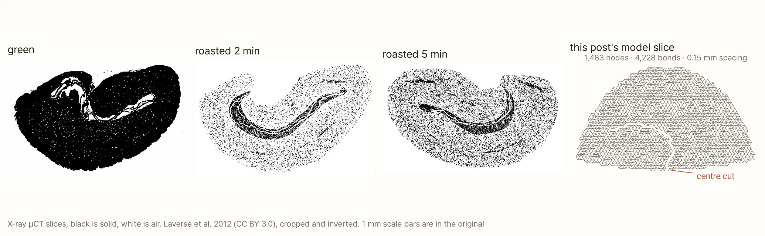 Three X-ray micro-CT slices of a coffee bean and one model slice. The green-bean slice is almost all black solid, with only a folded slit in white. The beans roasted for 2 and 5 minutes are densely speckled with white air across the whole section, and a slit starting at the notch in the middle of the flat face curves inward in a long C. On the far right is this post's model slice: a near half-moon bean shape filled with a fine triangular mesh, with a slit that starts at the centre cut at the bottom middle and curves to the left. 1,483 nodes, 4,228 bonds, 0.15 mm spacing