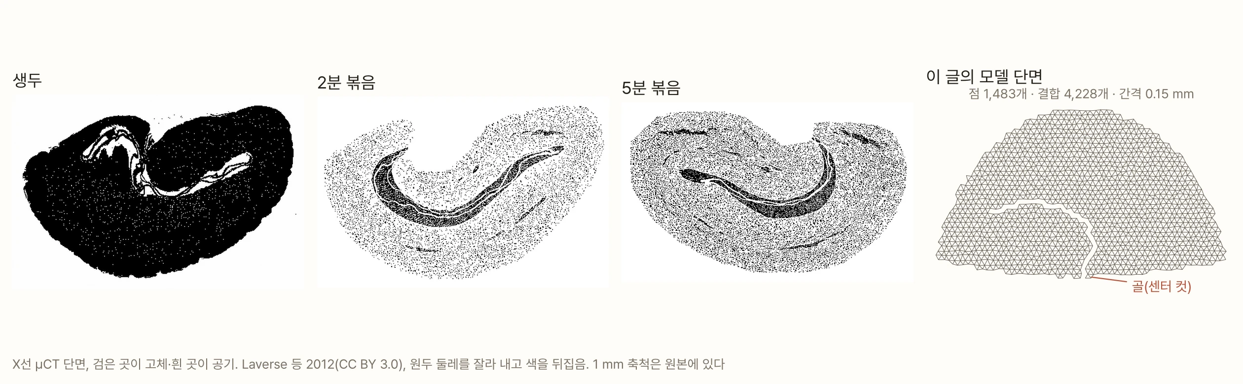 X선 마이크로 CT로 찍은 원두 단면 세 장과 모델 단면 하나. 생두 단면은 거의 전부 검은 고체이고 가운데에 접힌 틈만 하얗다. 2분 볶은 원두와 5분 볶은 원두는 하얀 공기 점이 단면 전체에 촘촘히 퍼져 있고, 납작한 면 가운데 홈에서 시작한 틈이 C자로 길게 휘어 들어간다. 오른쪽 끝은 이 글의 모델 단면으로, 반원에 가까운 원두 모양 안에 삼각형 격자가 촘촘히 들어 있고, 아래 가운데 골(센터 컷)에서 시작해 왼쪽으로 휘는 틈이 있다. 점 1,483개, 결합 4,228개, 간격 0.15 mm