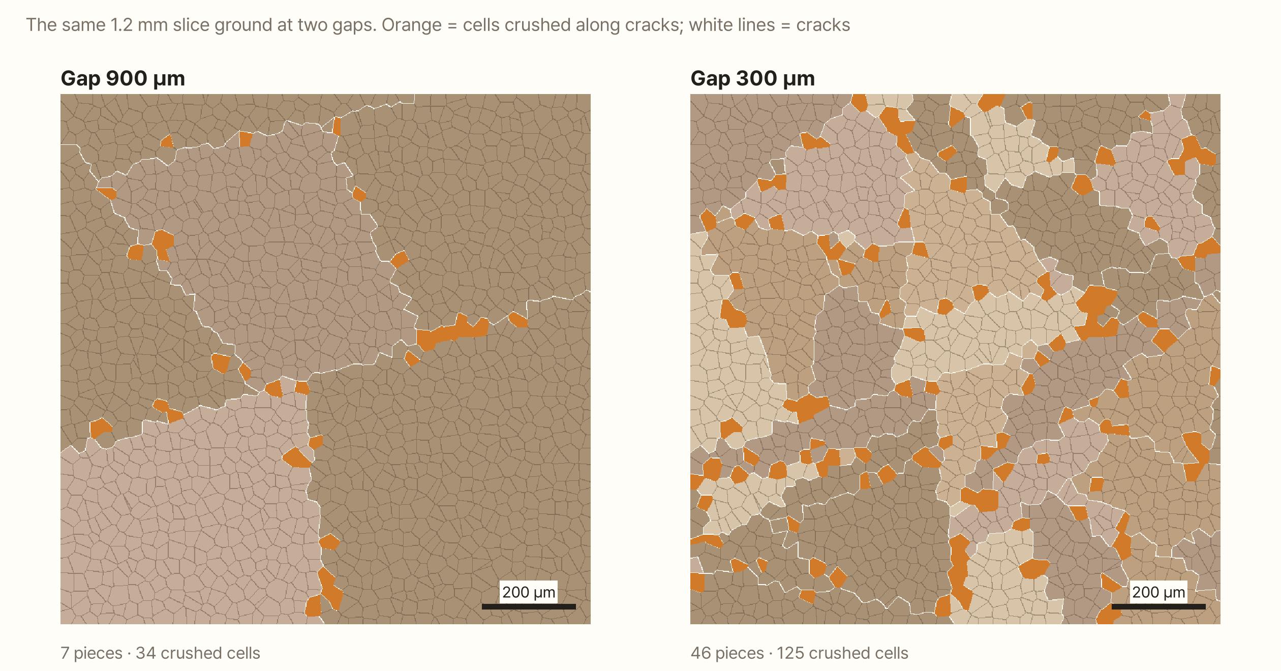 The same 1.2 mm bean slice ground at two gaps. Cells are brownish polygons and white lines are cracks. On the left, at a gap of 900 µm, a few cracks have divided the slice into four large pieces, and 18 crushed cells are coloured orange along the cracks. On the right, at a gap of 300 µm, cracks run much more densely, the pieces have grown to 39, and the orange cells to 72. The orange cells are the same size in both pictures