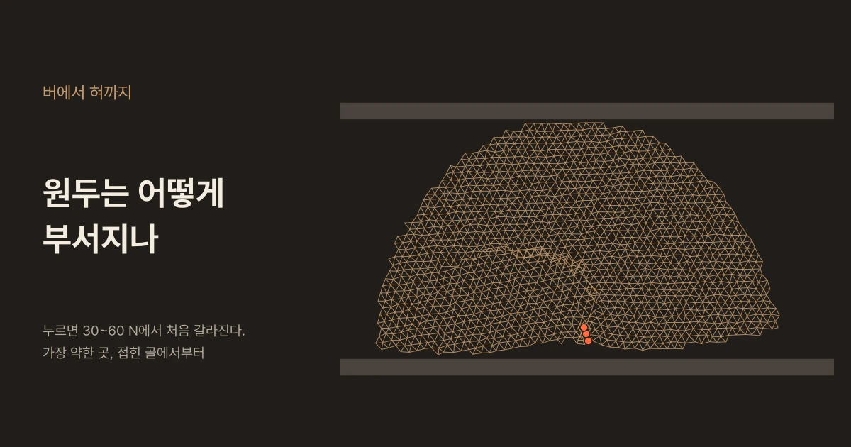 어두운 배경 왼쪽에 "버에서 혀까지"와 "원두는 어떻게 부서지나"라는 제목, "누르면 30~60 N에서 처음 갈라진다. 가장 약한 곳, 접힌 골에서부터"라는 문구가 있고, 오른쪽에는 두 판 사이에 끼워 누른 원두 단면의 삼각 격자와 배 쪽 골에서 시작한 첫 균열을 표시한 주황 점들이 있다