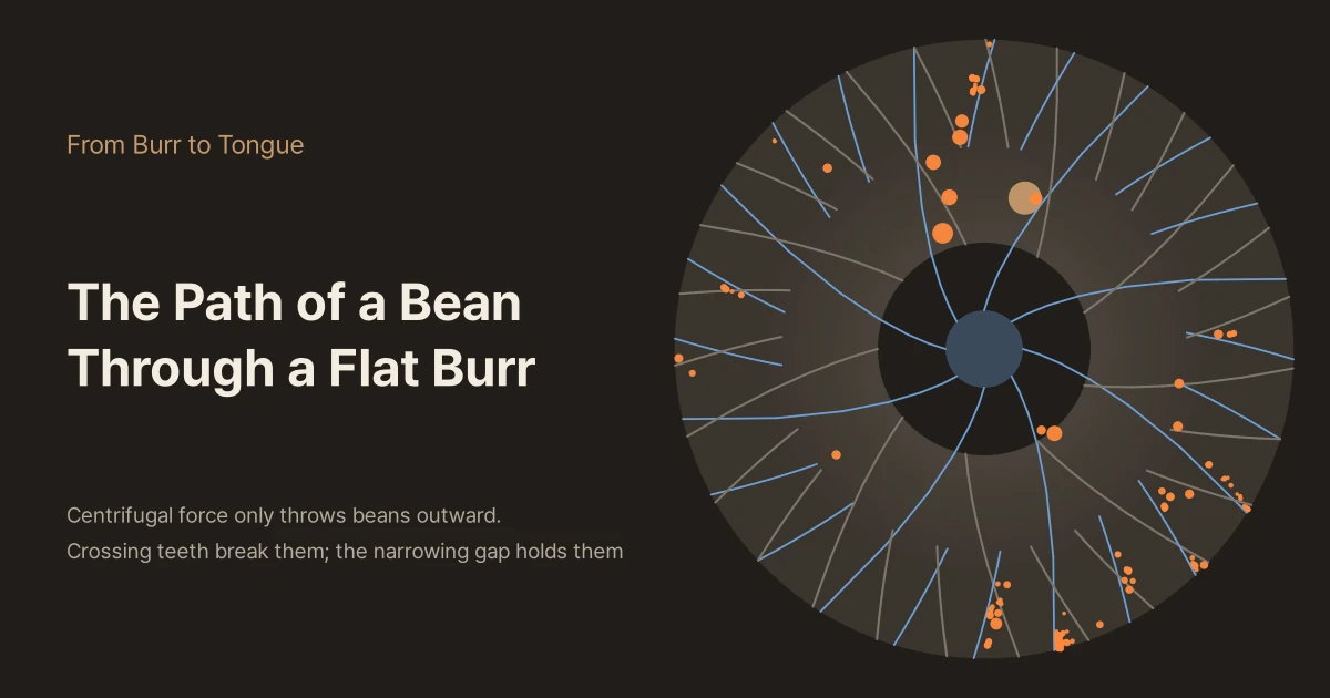 Dark background with the titles "From Burr to Tongue" and "The Path of a Bean Through a Flat Burr" and the line "Centrifugal force only throws beans outward. Crossing teeth break them; the narrowing gap holds them" on the left; on the right, a round flat burr seen from above, with blue and grey teeth curving opposite ways and crossing, and brown beans and orange fragments scattered from the centre to the rim