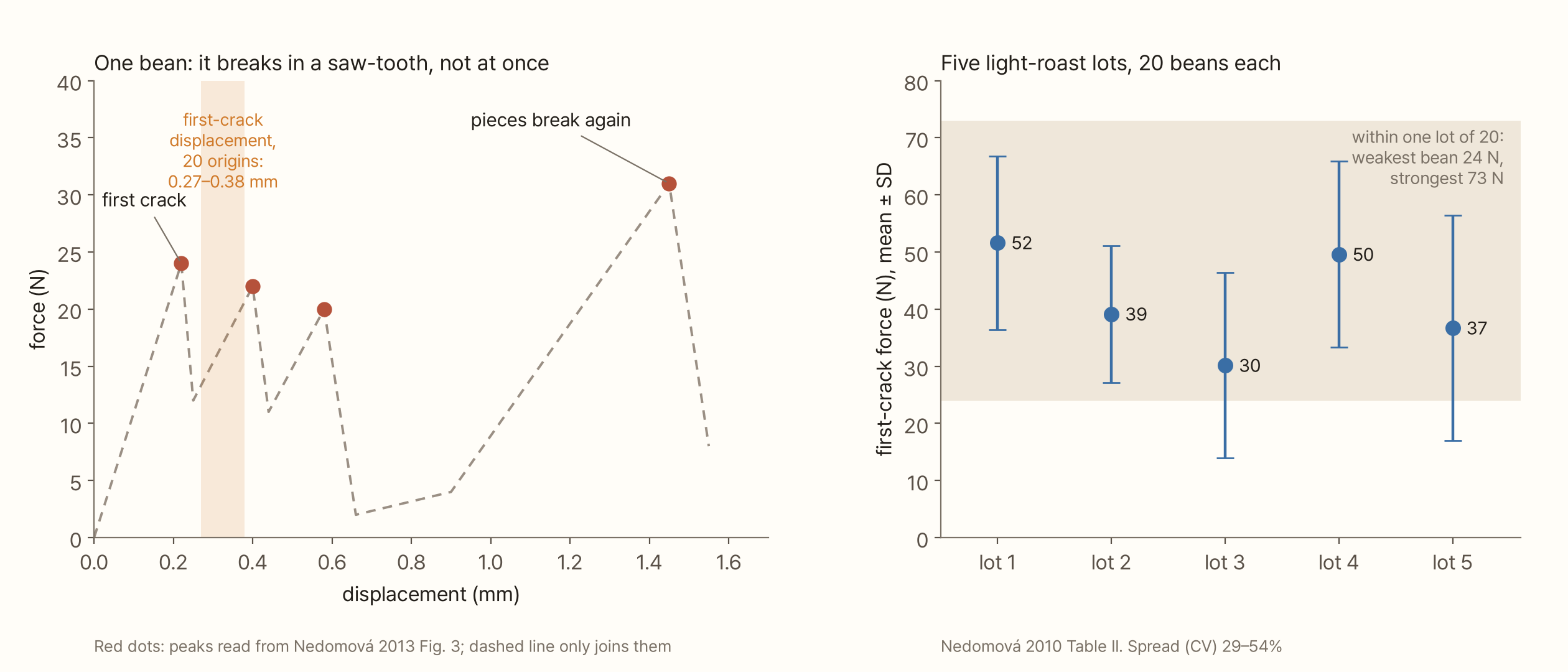 The left chart has displacement (0–1.6 mm) on the x-axis and force (0–40 N) on the y-axis. Four peaks for a single bean are marked as red dots: 24 N at 0.22 mm (first crack), 22 N at 0.40 mm, 20 N at 0.58 mm, and, after the force falls almost to zero, 31 N at 1.45 mm (pieces break again). A dashed line joins the dots. An orange band at 0.27–0.38 mm marks the first-crack displacement averaged over 20 origins. The right chart shows the mean and standard deviation of first-crack force for five light-roast lots of 20 beans: 52 ± 15, 39 ± 12, 30 ± 16, 50 ± 16 and 37 ± 20 N. The pale band behind them runs from the weakest bean in a lot, 24 N, to the strongest, 73 N