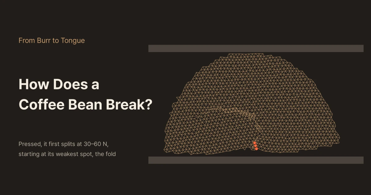 Dark background with the titles "From Burr to Tongue" and "How Does a Coffee Bean Break?" and the line "Pressed, it first splits at 30–60 N, starting at its weakest spot, the fold" on the left; on the right, the triangular mesh of a bean slice squeezed between two plates, with orange dots marking the first crack at the centre cut
